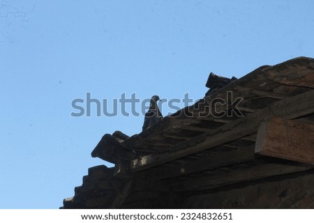 photo of animal animal pigeon perched on the roof of the house when the sky is clear blue