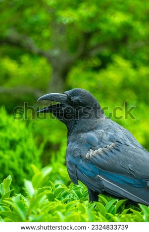 crow showing off its sharp beak