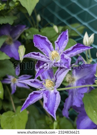 Clematis 'Stefan Franczak.  Bright blue flowers with a lighter stripe running down the center of the petal towards the base.  Flowers with a diameter of 6-10 cm, consist of 6 petals with fantastically Royalty-Free Stock Photo #2324836621