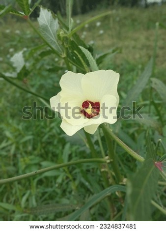 Most beautiful Okra flower pictures