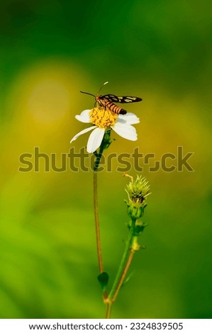 the little butterfly is sucking the nectar of the flower