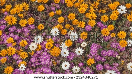 White and orange daisies and purple vygies growing in spring in Namaqualand in the Northern Cape Province of South Africa. Royalty-Free Stock Photo #2324840271