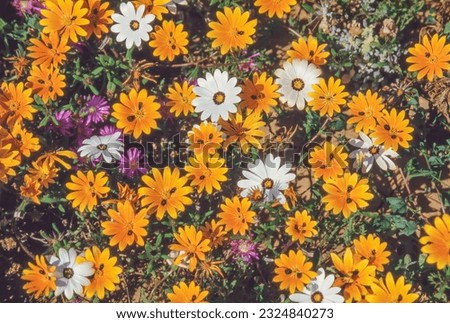 White and orange daisies and purple vygies growing in spring in Namaqualand in the Northern Cape Province of South Africa. Royalty-Free Stock Photo #2324840273