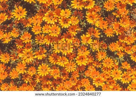 Beetle Daisies (Gorteria diffusa) growing in spring in Namaqualand in the Northern Cape Province of South Africa. Royalty-Free Stock Photo #2324840277