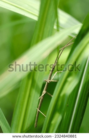 Slender body like a withered branch, Ramulus mikado (Nanafushi, Nanafushimodoki) in the grassy green bush (Sunny outdoor field, close up macro photography) Royalty-Free Stock Photo #2324840881