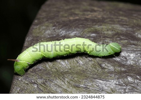 Japanese moth, Ezoshimofurisuzumega (Meganoton analis) about 12cm large green larvae (Dark forest, close up macro photography)