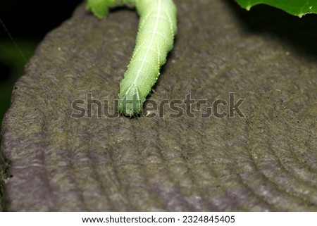 Japanese moth, Ezoshimofurisuzumega (Meganoton analis) about 12cm large green larvae (Head close up macro photography)