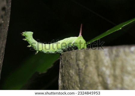 Japanese moth, Ezoshimofurisuzumega (Meganoton analis) large green larvae, try to cross over to the next tree (Dark forest, close up macro photography)