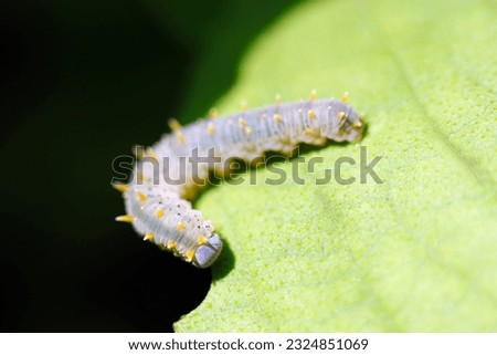Siobla ferox (Ookoshiakahabachi) larva with a translucent body and yellow protrusions (Sunny outdoor close up macro photograph)
