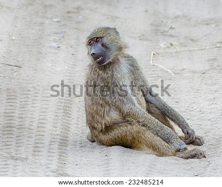 "You Talkin' To Me?" Baboon sitting in the dirt,  in Tarangire National Park, Manyara, Tanzania, Africa