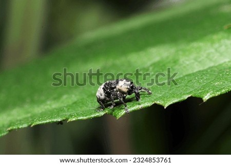Black and white Panda like Weevil (Mesalcidodes trifidus, Ojiroashinagazomushi)  walking on the leaf (Outdoor close up macro photography) 