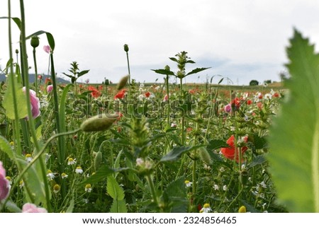 Poppies, fields, nature plants in the beautiful Werra Meißner district (Germany). The photos were taken in June.