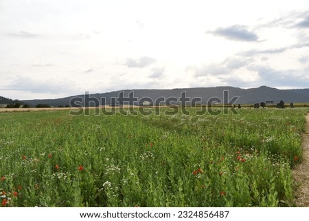 Poppies, fields, nature plants in the beautiful Werra Meißner district (Germany). The photos were taken in June.