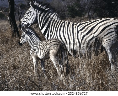The zebra is horse-like but has a mane of short, erect hair, a tail with a tuft at the tip, and bears recognizable vertical stripes