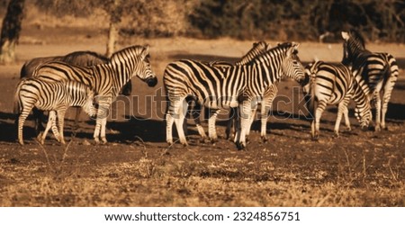 The zebra is horse-like but has a mane of short, erect hair, a tail with a tuft at the tip, and bears recognizable vertical stripes