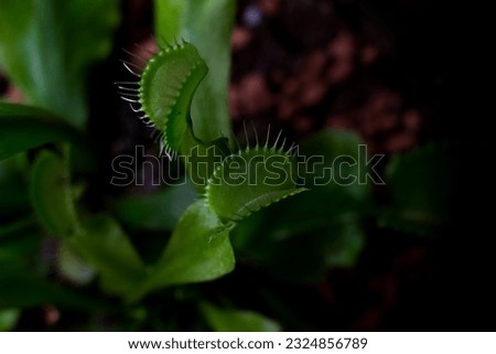 Macro focused shot of Venus flytrap plant