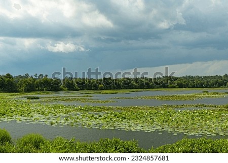 Alligator Lake near Lake City in Florida Royalty-Free Stock Photo #2324857681