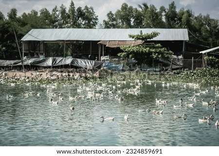Rural country lifestyle, animal husbandry, farming, poultry raising concept. Peaceful summer sunshine scenery, duck swimming on blue water lake. Top view animal natural environment. Wallpaper design