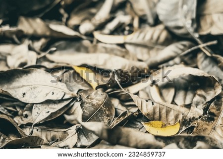 Close up detail of fallen dry dark yellow leaves with running red forest ants. Texture background, photo with autumn mood in brown tone, space for text, idea for wallpaper. Shallow depth of field
