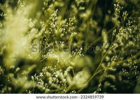 Contrast yellow grey light. Abstract real nature photo background. Macro meadow field grass flower wheat herb. Seasons autumn winter spring summer tone stock collection. Blur vintage effect minimalism Royalty-Free Stock Photo #2324859739
