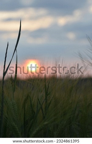 Wheat fields, fields, nature plants in the beautiful Werra Meißner district (Germany). The photos were taken in June. 