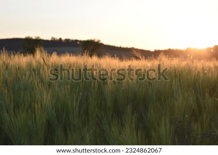 Wheat fields, fields, nature plants in the beautiful Werra Meißner district (Germany). The photos were taken in June. 