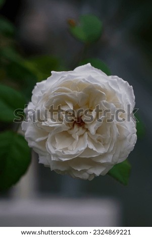 Rose flower in the garden with blurry background. ID Pretty Nina White
