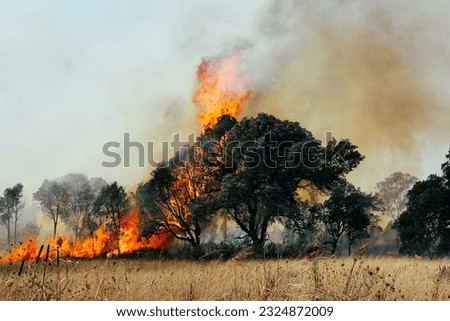 A tree devoured by flames. Forest fire affecting the city with roads and risk for cars with people inside Murderous fire. Fine art forest burn Problem with climate change Hot Greece Chile Valparaiso Royalty-Free Stock Photo #2324872009