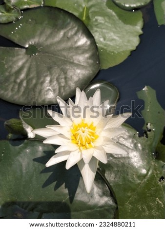 Morning lotuses are blooming.flowers in thailand