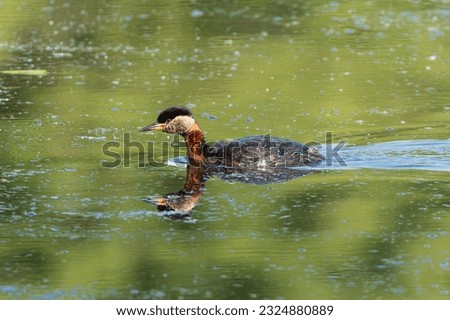 Red-necked grebe - Podiceps grisegena swimming in green water. Photo from Milicz Ponds in Poland.