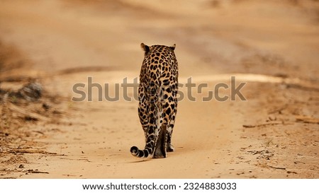 A leopard is walking in his habitat at Wilpattu, Sri Lanka.