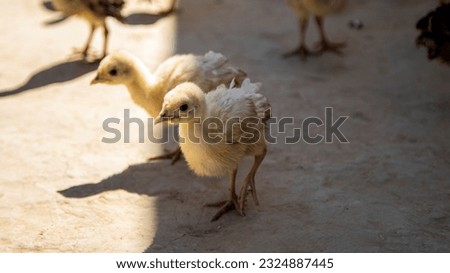 a baby chicken in uzbekistan village