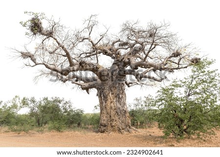 A baobab tree, Adansonia digitata, also called upside-down tree. Bird nests are visible. Isolated on white Royalty-Free Stock Photo #2324902641