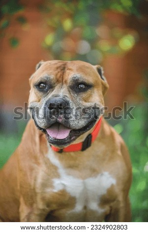 
Smiling pit bull on a walk with the owner actively spends time and plays