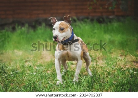 
Smiling pit bull on a walk with the owner actively spends time and plays