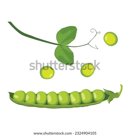 Vector illustration set of green pea vegetable icon. Drawing pea in cartoon flat style. The end of the pod of green peas. Element for packaging and menu design. Isolate on a white background.  Royalty-Free Stock Photo #2324904105