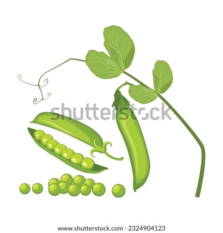 Vector illustration set of green pea vegetable icon. Drawing pea in cartoon flat style. The end of the pod of green peas. Element for packaging and menu design. Isolate on a white background.  Royalty-Free Stock Photo #2324904123