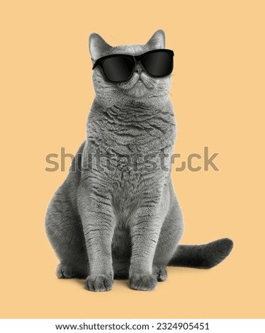 Cute fluffy cat with sunglasses on pale orange background