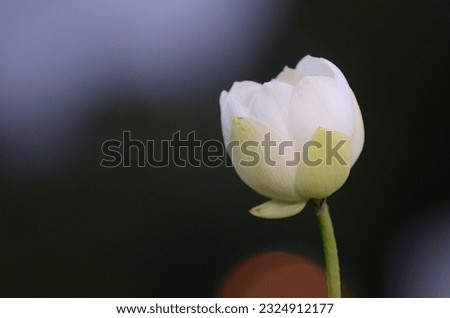 Beautiful white lotus flower, zen flower, zen temple