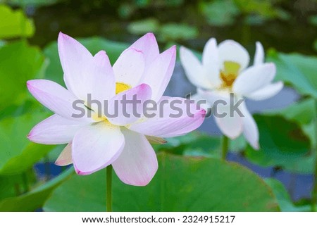 Light pink lotus flower blooming beautifully