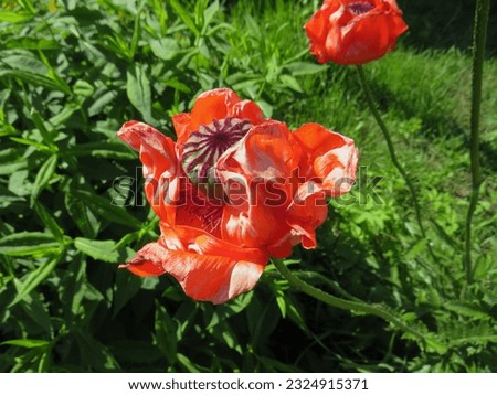 a large red poppy flower grows in the summer garden during the day
