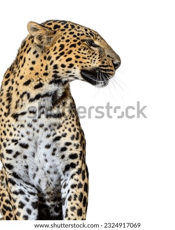 profile head shot of a spotted Leopard looking right, isolated on white