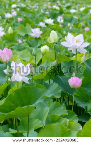A lot of lotus flowers blooming beautifully