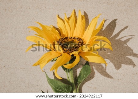 Bright sunflower flower with a green stem on a light beige stone background. Top view