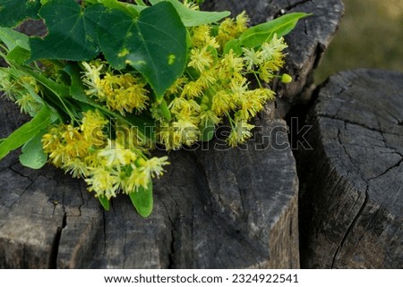 Linden tree flowers lie on a wooden stump. Close-up