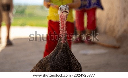 a turkey bird in uzbek village
