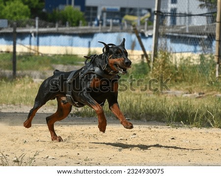 Dobermann is a muscular working dog dressed in a leather harness, running after the object being pursued. Dressiura at the cynological school.
 Royalty-Free Stock Photo #2324930075