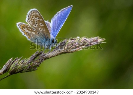 Common Blue butterfly (Polyommatus icarus) perched on a grass stem Royalty-Free Stock Photo #2324930149