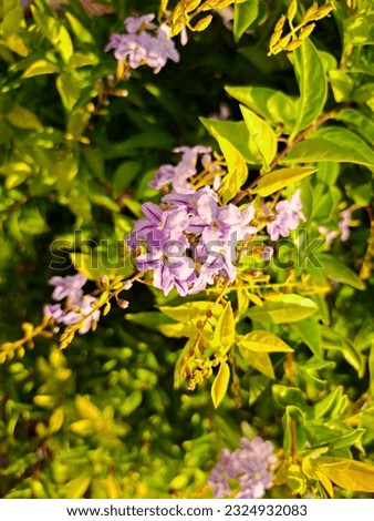 close up of the naughty sinyo flower, or the blooming duranta erecta and basking in the beautiful sunlight 