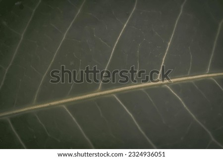 Dark mature green retro color more tone in stock. Copy space Abstract real nature beauty banner background. High Detail Macro leaf visible texture horizontal line. Element biology main vein pattern